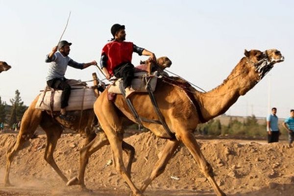 شترسواری ایران به بازی های کشورهای اسلامی اعزام می شود؟

